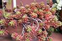 SEDUM RUBROTINCTUM.jpg